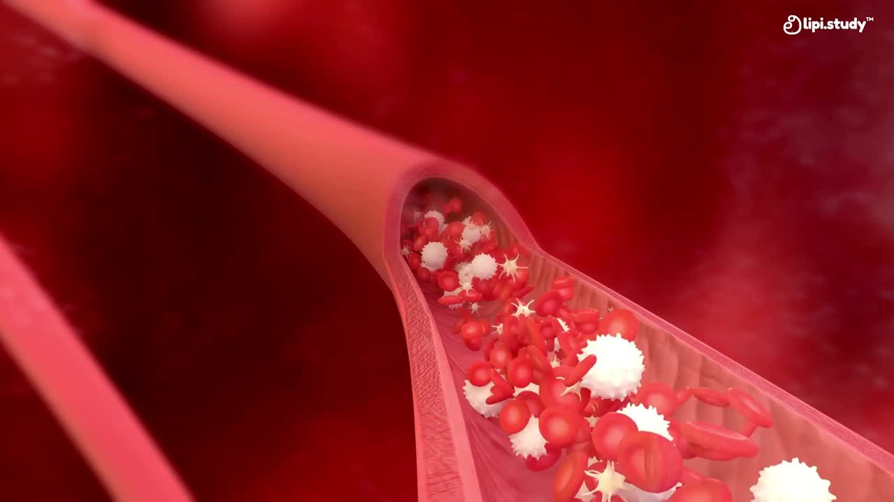 Blood cells drifting, from Tissues in Action, Class 9 biology